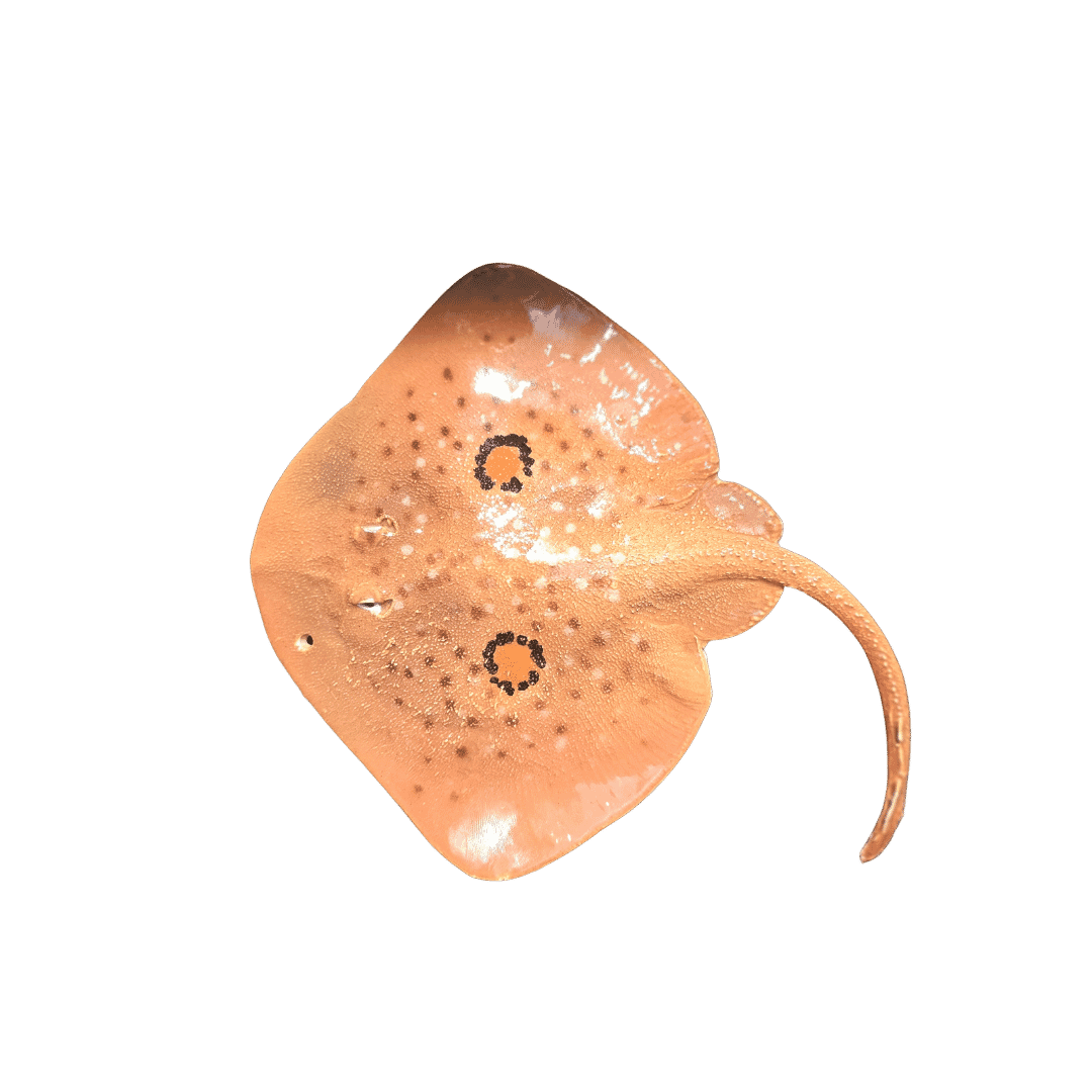 Kopie van Zonder titel (1080 x 1080 px)_20260820_101117_0000